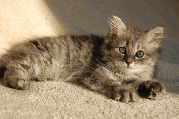 Odine - 9 Wochen.jpg